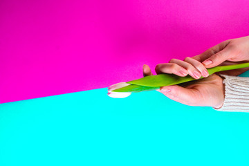 One tulip in women hands on pink and blue background