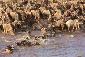 A herd of Wildebeests crossing the Mara river, Kenya
