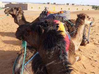 Dromedary caravan for tourists in the desert dunes of Erg Chebbi, Merzouga, Sahara, Morocco.