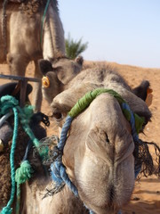 Dromedary caravan for tourists in the desert dunes of Erg Chebbi, Merzouga, Sahara, Morocco.