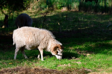 Fototapeta premium Die Ostpreußische Skudde in der Abendsonne 