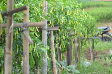 Green chili pepper plant on field agriculture. Garden, fresh.
