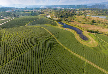 Green Tea Farmland Aerial View