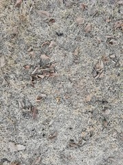 Dry ground and dry leaves.