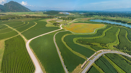 Fototapeta na wymiar Green Tea Farmland Aerial View