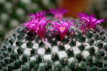 Mammillaria scrippsiana with pink flowers.