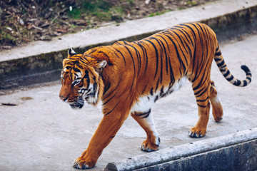 Obraz premium Sumatran tiger (Panthera tigris sumatrae) in Prague zoo. Tiger at the Prague Zoo. Portrait of tiger. Prague Zoo, Czech Republic