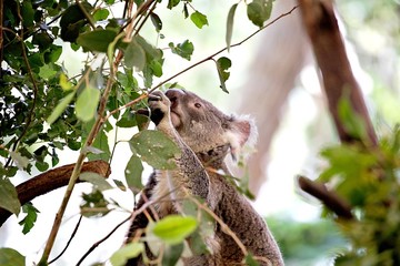 koala eating eucalyptus