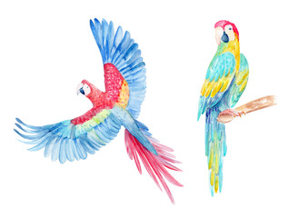 watercolor hand drawn illustration with set of two bright colorful parrots on a branch isolated on white