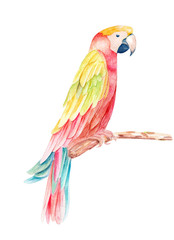 watercolor hand drawn illustration with bright colorful parrot on a branch isolated on white