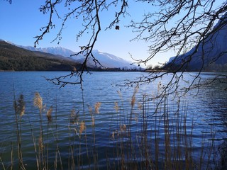 Fototapeta premium tree on lake