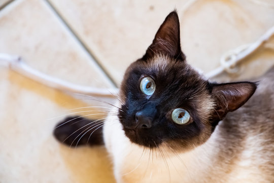 Portrait d'un chat siamois