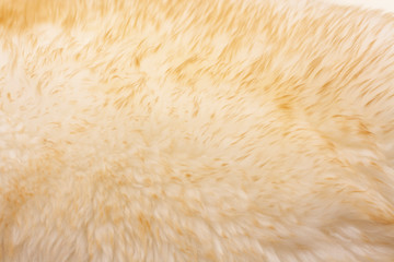 Background of beige fur carpet with a long pile