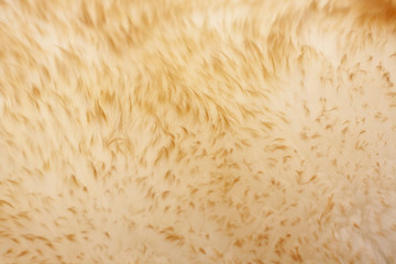 Background of beige soft fur carpet with a long pile