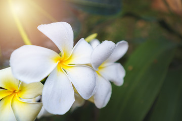 Fototapeta na wymiar Close up Plumeria flowers blossom white color beautiful tree relax in the green park outdoor sunlight and flare background spa concept.