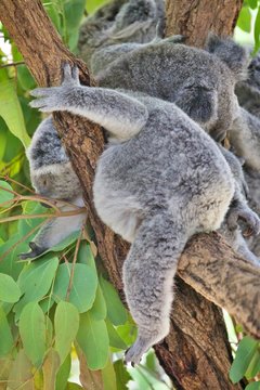 Koala im Eucalyptusbaum