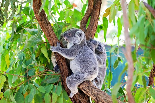 Koala im Eucalyptusbaum