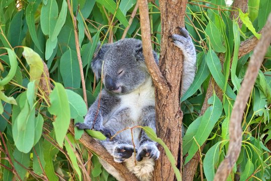 Koala im Eucalyptusbaum