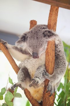 Koala im Eucalyptusbaum