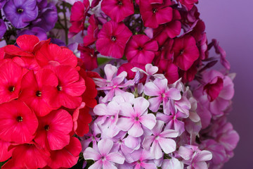 Floral wallpaper from part of a bright multi-colored bouquet of phloxes, macro.