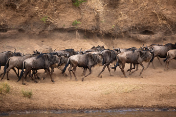 Fototapeta na wymiar Wildebeests on the other side of the bank after crossing the Mara river, Kenya.Motion blur and panning technique image