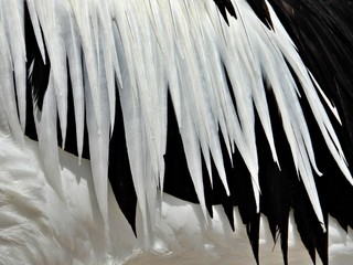 schwarz-weisses Gefieder