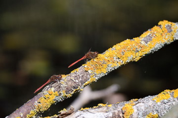 Fototapeta premium Große Heidelibelle (Sympetrum striolatum) 