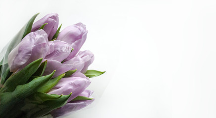 Bouquet of beautiful lilac tulips on a white background. Place for text. Banner.