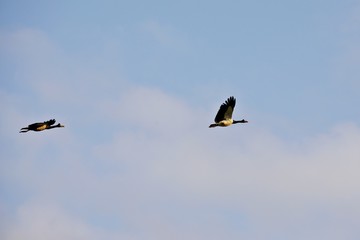 Magpie Gänse im Flug