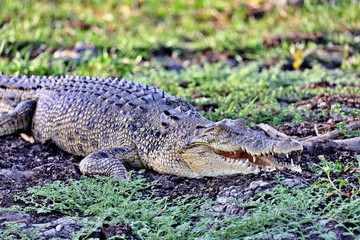 Lauerndes Salzwasserkrokodil