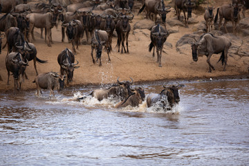 Fototapeta na wymiar Wildebeests crossing the Mara river, Kenya