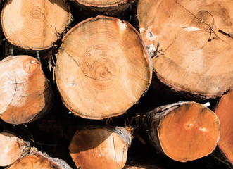 group of sawn trees with annual rings end view close-up, no people