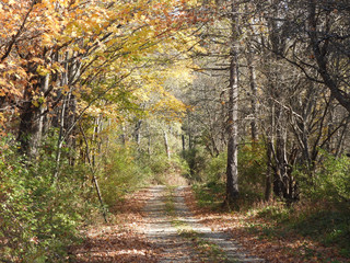 Autumn colors