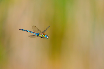 Blaugrüne Mosaikjungfer (Aeshna cyanea), Männchen im Flug	