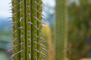 Cactus na Cordilheira dos Andes no Chile