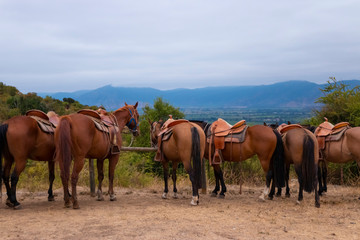 Fototapeta na wymiar Cavalos de turismo na Cordilheira dos Andes no Chile