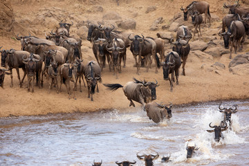 Wildebeests jumping and crossing the Mara river, Kenya