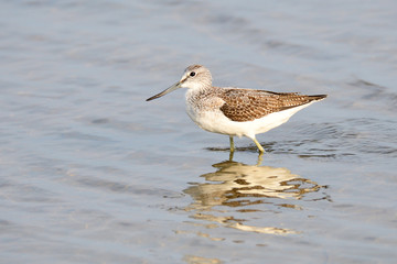 Grünschenkel im Herbst an der Ostsee	