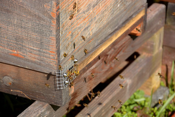 Fototapeta na wymiar flock of bees flying to the beehive, bee home with bees
