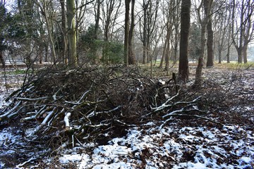 Pile of cut down tree branches covered with snow.