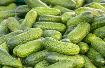 image of fresh cucumber vegetables from garden prepare for sale at supermarket.   