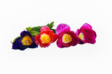 Four tulips of violet, red and pink flowers isolate on a white background close-up.