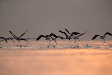Greater Flamingos takeoff at Asker coast in the morning, Bahrain