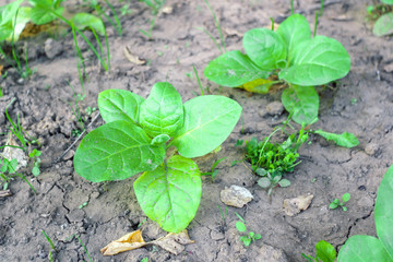 green tobacco leaves plantation in the tobacco field background. growing Virginia tobacco