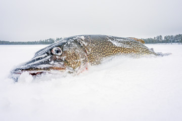 big fish pike close- up catch on winter fishing. space for text, copy space