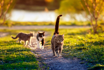 three cats run along a green path in the garden on a Sunny warm day in may