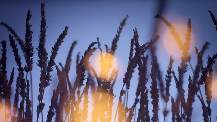 Background image lavender field silhouette with yellow warm bokeh lights on foreground