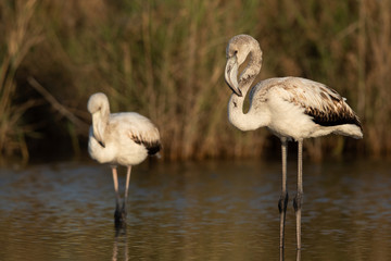 Juvenile Greater Flamingos  at Asker marsh in the morning hours, Bahrain