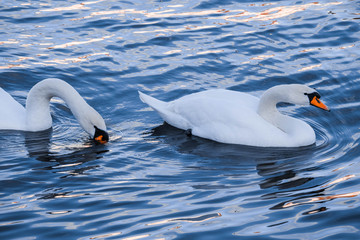 Fototapeta premium white swan close up, baltic sea