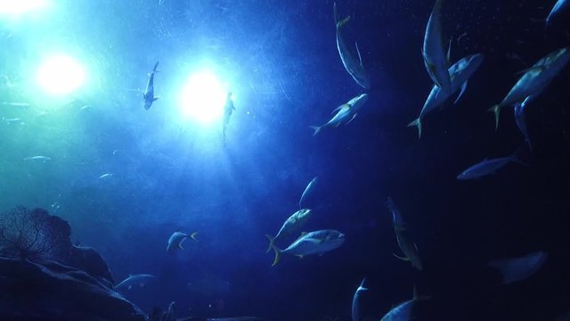Ocean Park Aquarium, Hong Kong : fish swimming in the main tank shark and stingray